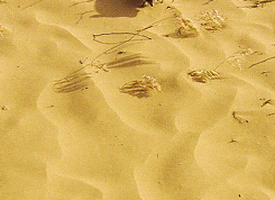 desert GIF