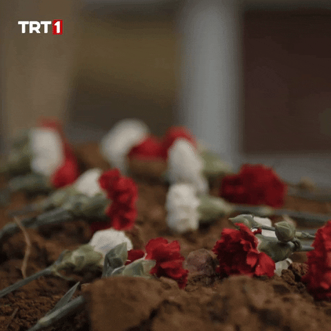 Grave Veda GIF by TRT
