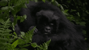 explore  GIF