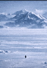 Penguin Human Spirit GIF