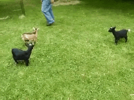 Goat Kicks Goat GIFs - Find & Share on GIPHY