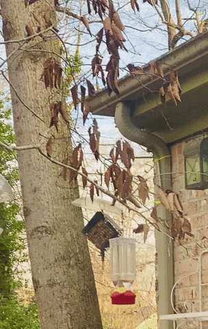 Red Bellied Woodpecker GIF