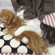 Video gif. A small black-and-white spotted cat lovingly holds and licks a smaller orange cat next to it. The orange cat turns around and hugs the spotted cat, and they keep the pose as they look around.
