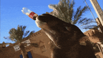deal drinking GIF