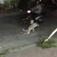 dog Samaritan GIF