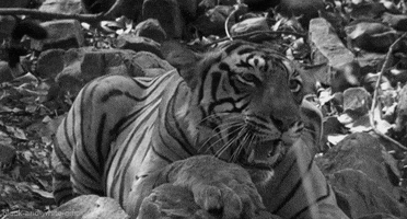 black and white tiger GIF