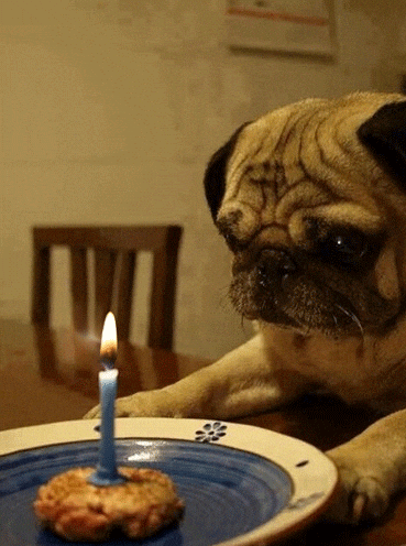 Photo gif. A pug is staring at a candle in a cupcake and the only moving thing is the flame of the candle as it flickers gently.