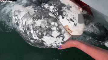 Gray Whale Whiskers GIF by ViralHog