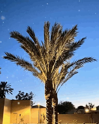 Palm Trees GIF by Shelly Saves the Day