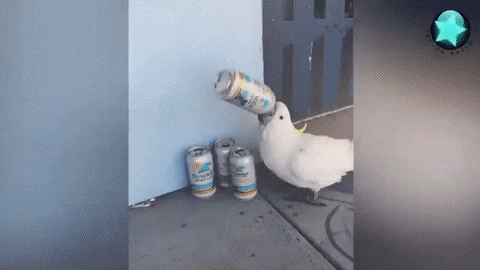 giphy.gif?cid=4d1e4f29949038500a850b3e2db4c748df9add65d18f354e&rid=giphy.gif