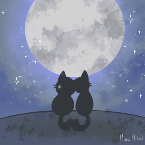E3maly love cats moon nigth GIF