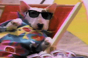 Spuds Mackenzie Dog GIF