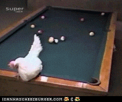 Chicken GIF - Find & Share on GIPHY