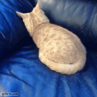 Cat Hiding GIF - Find & Share on GIPHY