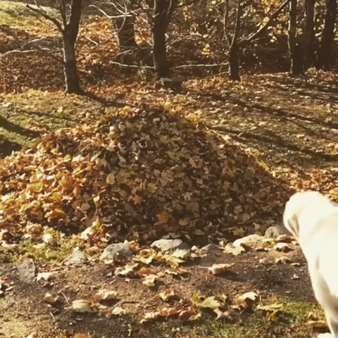 Its Fall Dog GIF - Find & Share on GIPHY