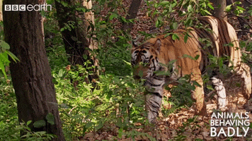 walk tiger GIF by BBC Earth