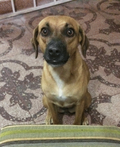 brendasandovalbarrientos dog perro cute dog graciosa GIF