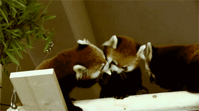 Observation lodret Samle Red-panda-eating-comiendo-cute-8bits GIFs - Get the best GIF on GIPHY