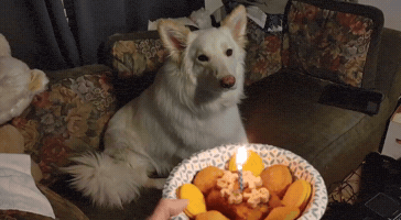 Happy Birthday GIF