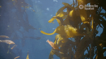 Ocean Kelp GIF by Monterey Bay Aquarium