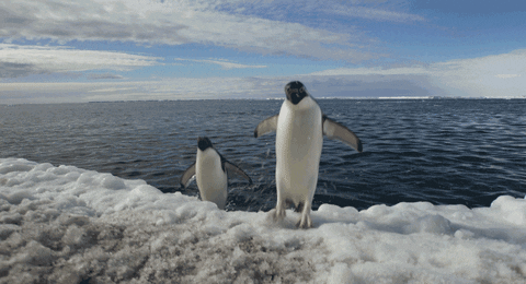 Jump Penguins GIF by Disneynature - Find & Share on GIPHY