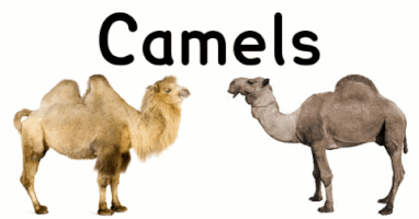 camel types GIF