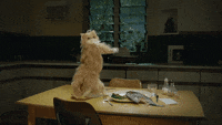 Dance-cat-amazing-funny GIFs - Get the best GIF on GIPHY