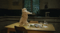Dance-cat-amazing-funny GIFs - Get the best GIF on GIPHY Dance-cat-amazing-funny GIFs - Get the best GIF on GIPHY