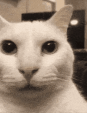 Cat GIF