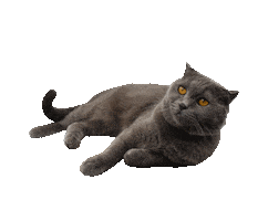Cat Sticker