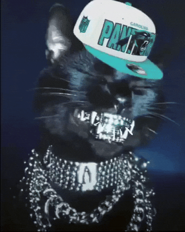Carolina Panthers Cat GIF
