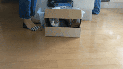 boxes