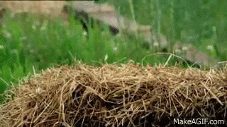 kolacja GIF