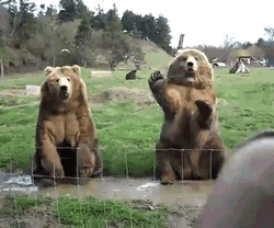 Bear Hello GIF - Find & Share on GIPHY