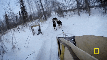 snow dogsled GIF by National Geographic Channel