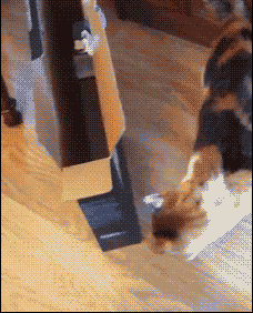 cat jumping GIF