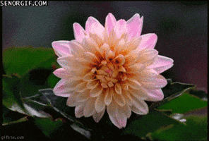 Flowers Mindwarp animated GIF