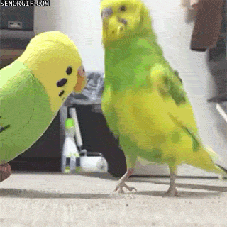 hračky pro ptáky GIF