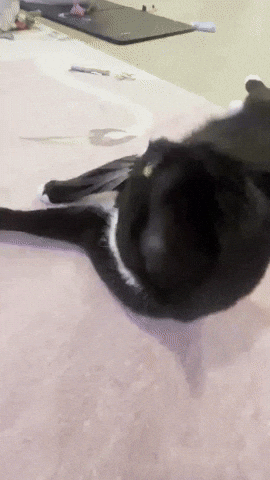 Cat GIF