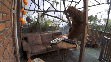 Orang Utan Dance GIF by UDSOUDS