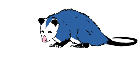 cute opossum GIF by Awesome Opossum