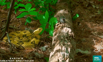 natural history surprise GIF by BBC Earth