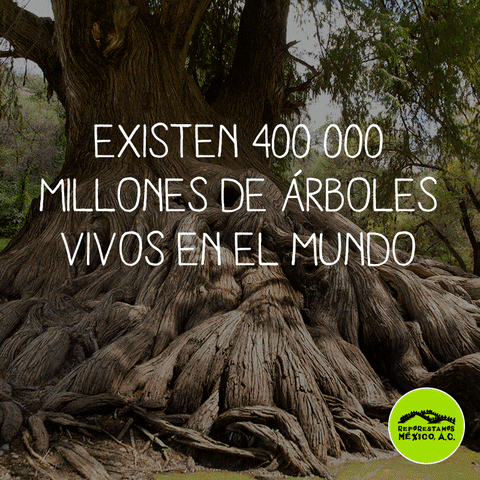 rubenhrodriguez  GIF