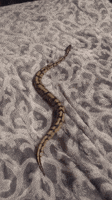200.gif?cid=fc005b08ec23be38fa23c4c5fb98a5739f6a88f98d1fd176&rid=200.gif&ct=g
