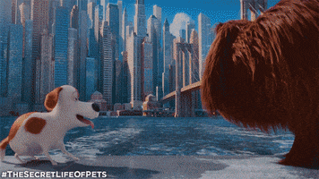 GIF by The Secret Life Of Pets