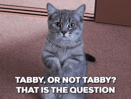 Tabby Or Not Tabby Cat GIF