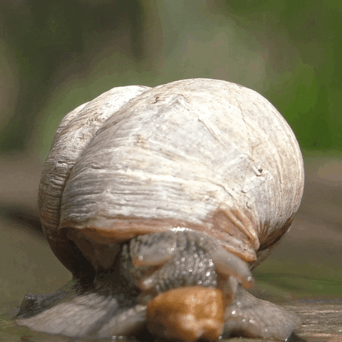 olekondra slak eating royal canin GIF