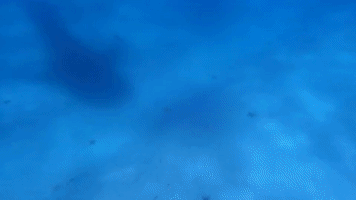 Whale Shark In Mafia Island GIF