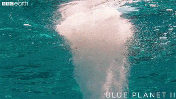blue planet spinning GIF by BBC Earth