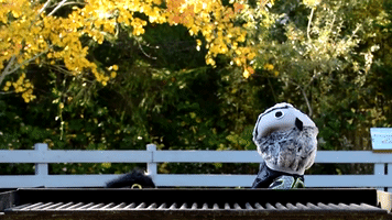 Owls Puppets Nfl GIF
